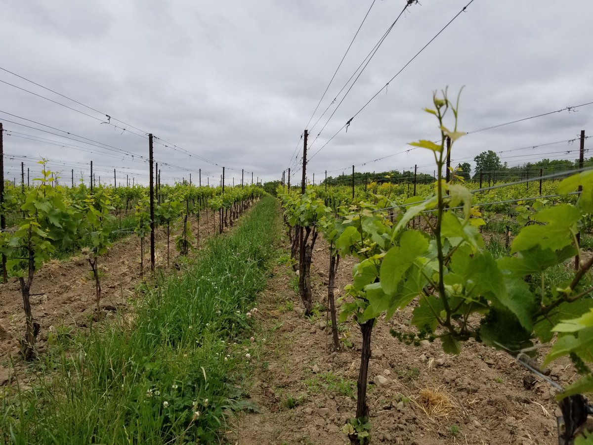 Checking out a #Synergro wine grape demo trial in Southern Ontario. #planthealth #soilhealth @ConcentricAg