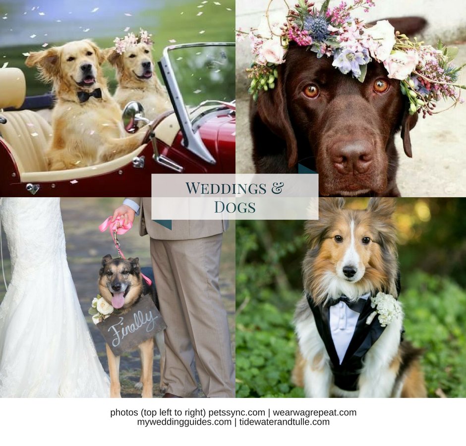 GraciousEvents's tweet photo. Was your dog in your wedding? We want to see your photos-share some of your favorites with us!! use #GEMweddingDog #weddingplanning #weddingdetails #weddinginspiration https://t.co/fnT6GgMXZw