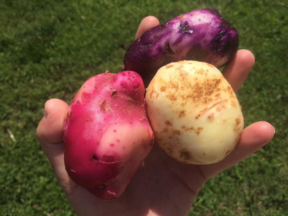 Center4UrbanAg's tweet photo. We’re harvesting for Saturday’s #SeedtoPlate class! We’ll learn how to create delicious dishes with fresh produce from our demonstration gardens and Knoxville area farmers. To save your spot, register online at https://t.co/iWbz9MhfLB #freshfromthegarden #potatoes #growwithus https://t.co/xbMI6BCtpn
