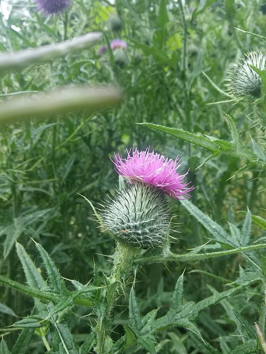 legaleagleMHM's tweet photo. A lovely wee scottish thistle https://t.co/oFa9LvtIjt