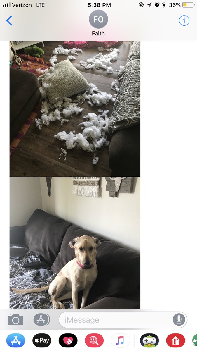 kenzieeejohnson's tweet image. “I think someone tore up a pillow😅” 
#DogMomProbs
