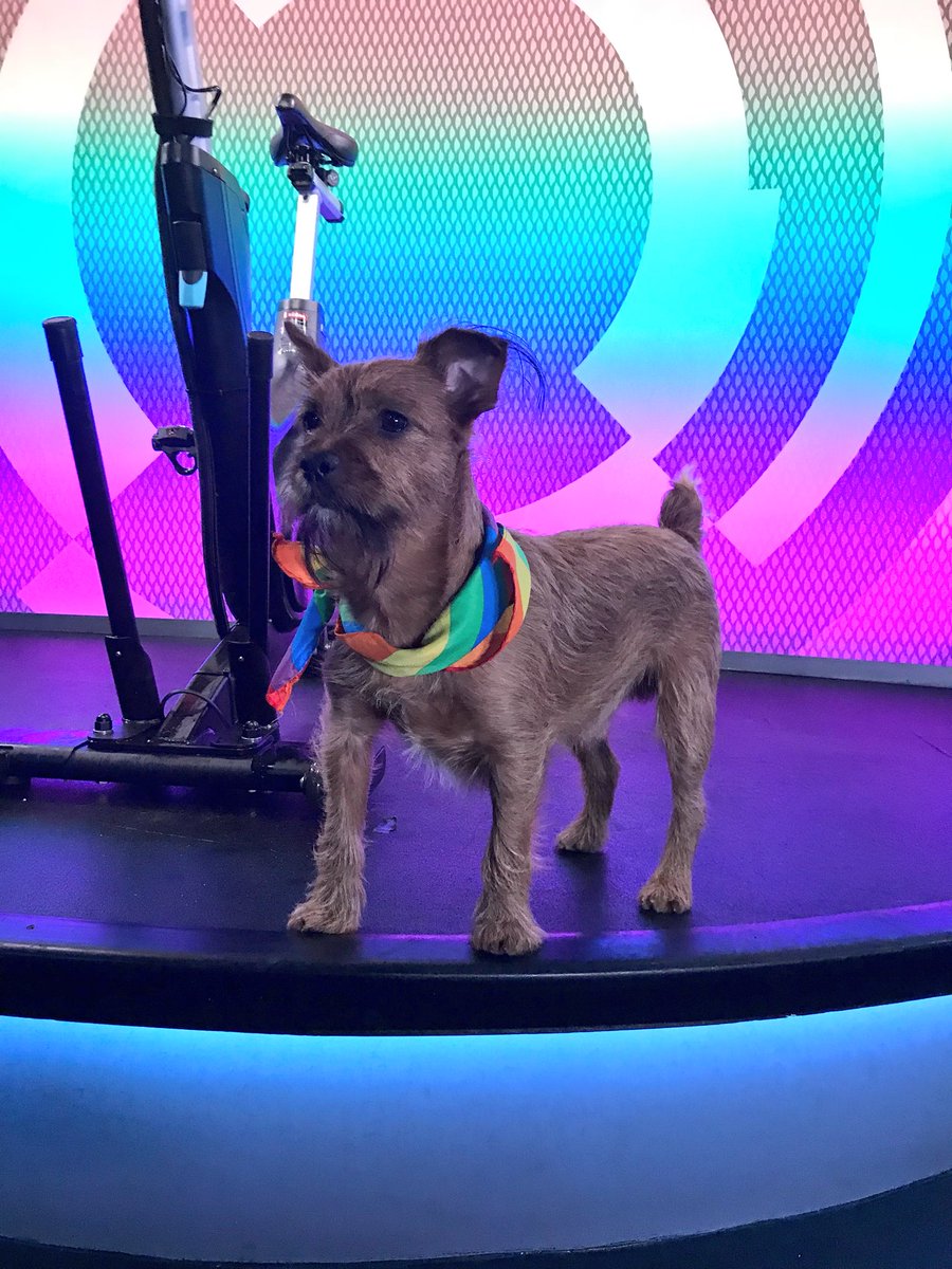 Susan_Harps's tweet photo. First pride ride today & of course Cooper dressed to impress. #FLYpup @flywheel #flywheelAnywhere #flyLive https://t.co/ZfkfkFLQte