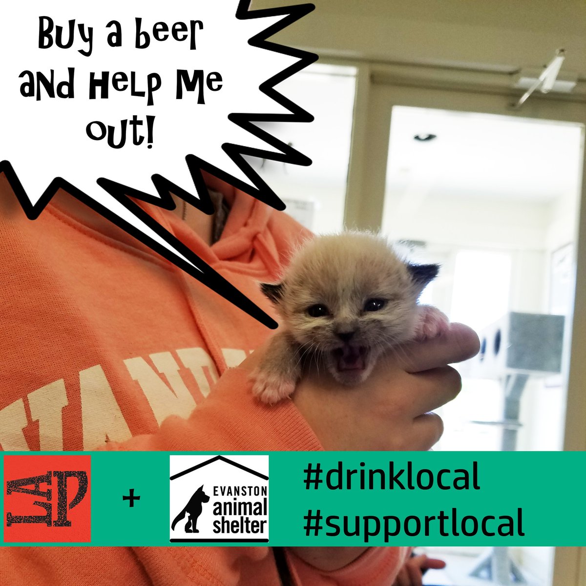 PrincipalOnMain's tweet photo. I should've made them say "Help meow-t!", but hindsight is 20/20. Anyway! We are still donating $1 to the Evanston Animal Shelter for every #tacocat and #hellkittykitty we sell this month. https://t.co/dbuS6OnrOD