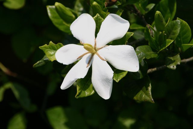 メリアルーム 今日の花 6月8日の誕生日花は くちなし 花言葉は 私は幸せ です この日生まれの人は一見 仕事もプライベートも完璧人間 しかし本当の姿はかなりのおっちょこちょいな可愛らしい一面も持ち合わせます 6月8日 誕生花 花占い 花