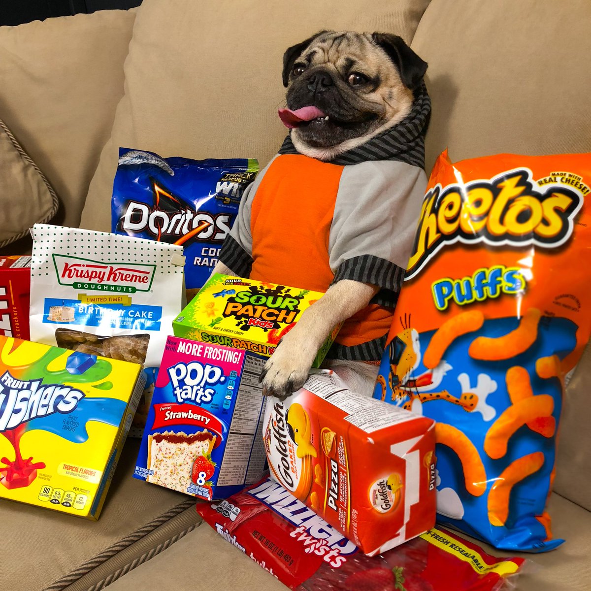 pug snacks