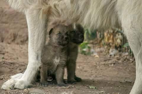 Wir präsentieren euch voller Stolz:

Cajtu &amp; Ciri

Danke für die Einsendung der Namensvorschläge.
Danke für die Unterstützung.
Danke an Cajtu &amp; Ciri, die jetzt schon ihre Höhle verlassen haben, um sich euch zu präsentieren.

Wir sehen uns im Tierpark Petersberg