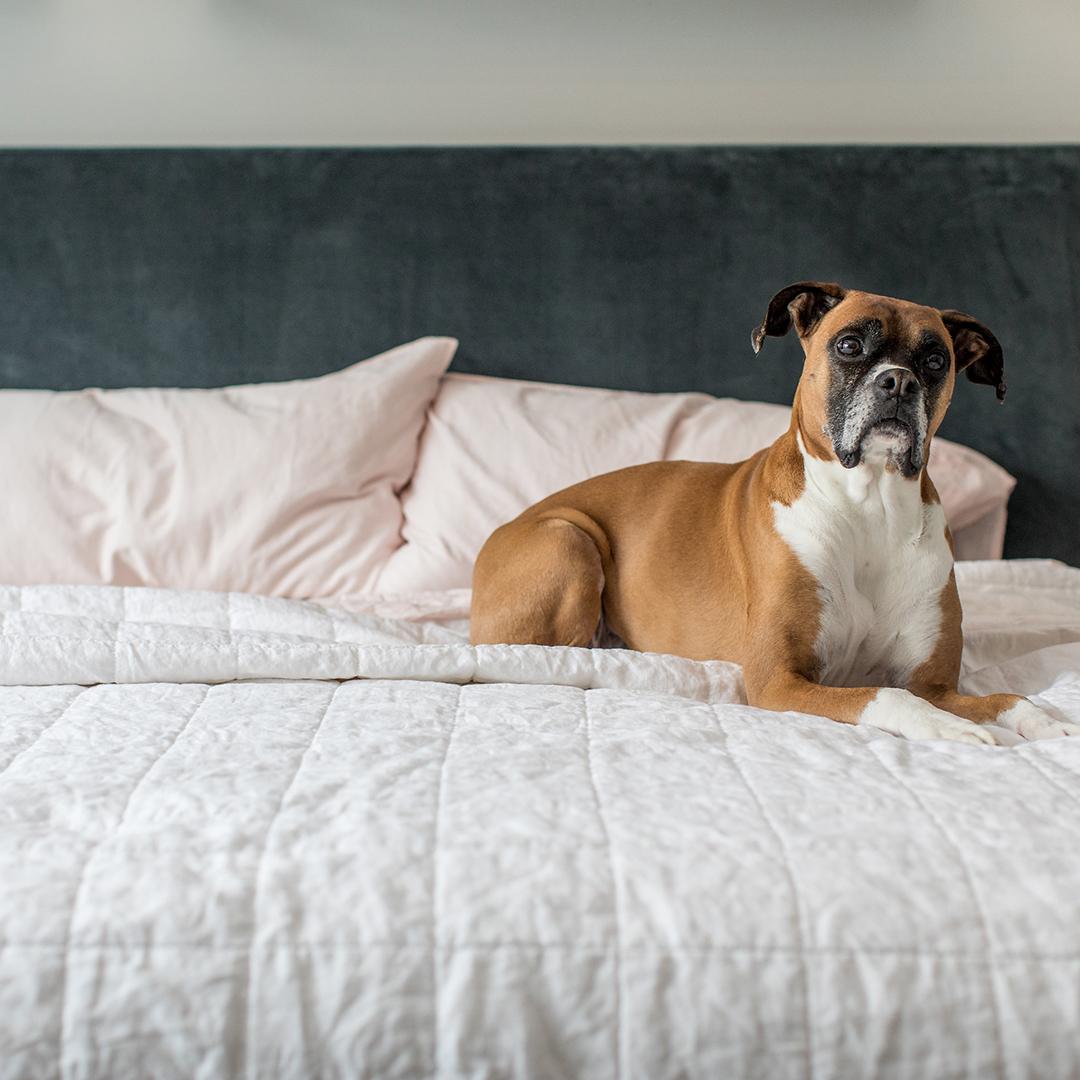 BokserHome's tweet photo. Say goodbye to stuffy, exclusive, expensive bedding and say hello to Bokser Home – modern, high quality, fairly priced bedding you'll want to snuggle up in all day long.

Be the first to be notified when our bedding is ready for you to cozy up in: https://t.co/TwTyNyQlI6 https://t.co/z6YkZZw14W