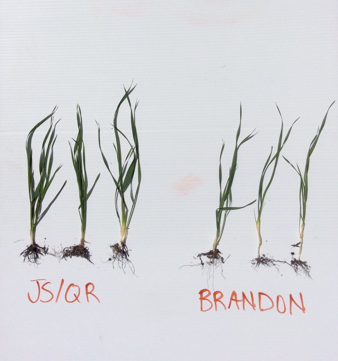 LynetteSteuber's tweet image. Quickroots and jumpstart on wheat on the left. Check on right. 1 leaf, 1 tiller ahead. @GrowingSeries @MonsantoBioAgCA
