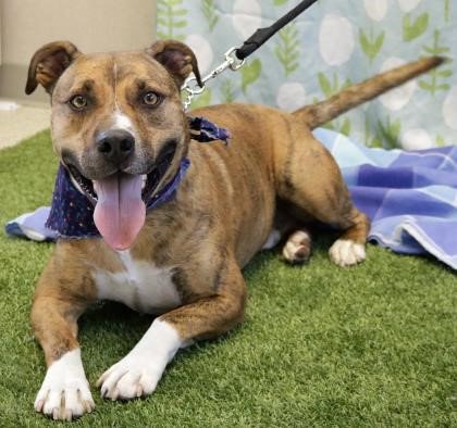 SUNNYFM's tweet photo. Meet Rocco! A 4-year-old American Staffordshire Terrier mix that is determined to kiss every person he meets! Take Rocco home, visit @WenatcheeHumane today!! 

#SunnyFM #DaveInTheMorning #GreatestHitsOfAllTime #WVHS #Adoption https://t.co/M6YkcAFsm3