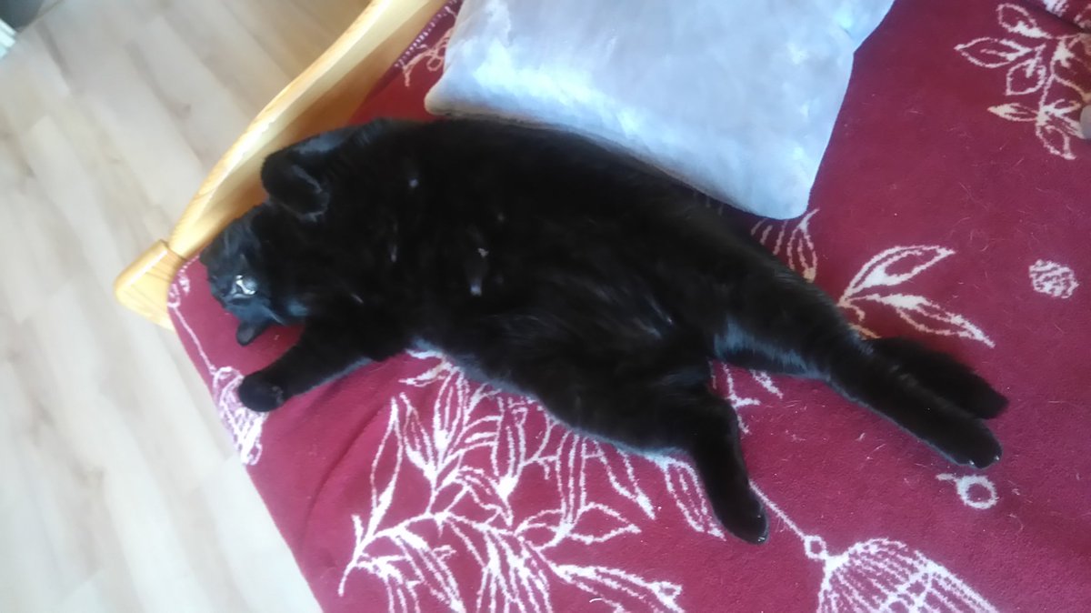 Aurelieax's tweet image. Spokojnie, żyje.

#mójkot