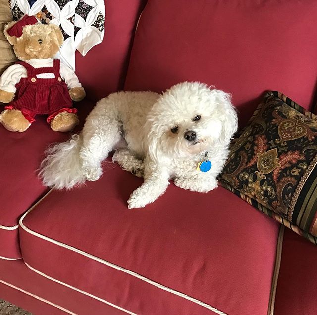 BetteLeeCrosby's tweet photo. Sugar has decided that she likes the sofa in my office better than the floor. She's all about comfort. #dogsofinstagram #nonworkingdog https://t.co/7M6oxkM92e https://t.co/gi1pR1TgMq