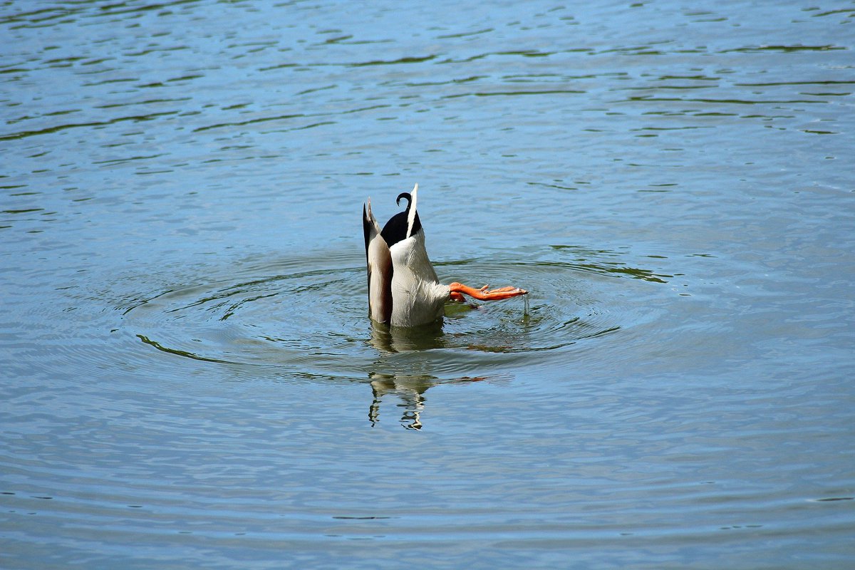 FeelRelaxedMus's tweet image. Sometimes it&apos;s nice to watch or feed ducks. They do funny things as well