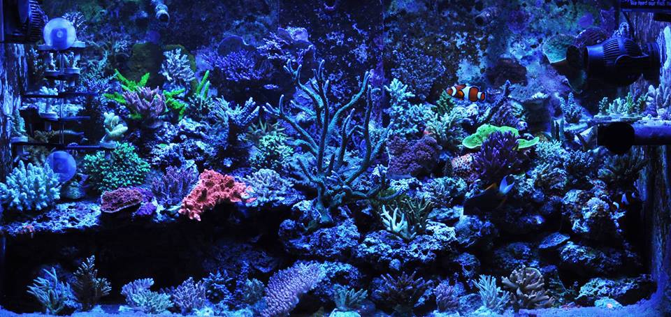 Hamilton_Tech's tweet image. Nice pic of the reef aquarium at Total Fish in Alhambra which uses a Hamilton Cebu Sun System with 2 Hamilton 250 Watt 20K bulbs and 4 Hamilton 54 Watt T5 Actinics