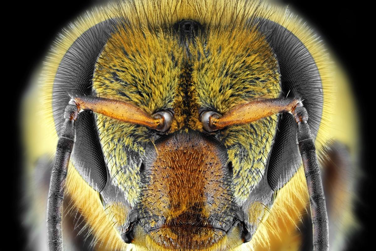Bees are first insects shown to understand the concept of zero. bit.ly/2xTNhsY