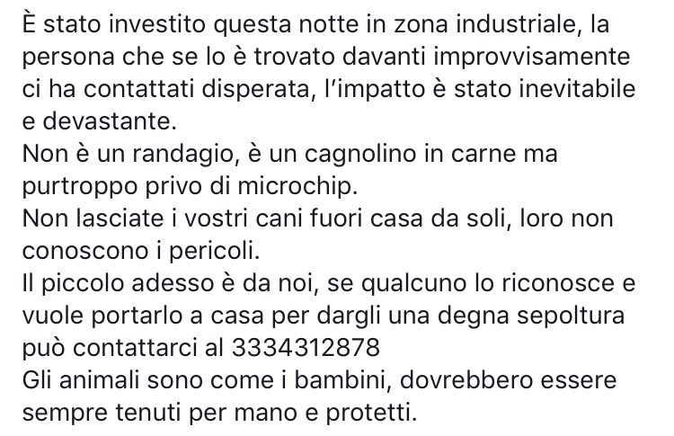 LidaSezOlbia's tweet photo. Investito in zona industriale... l’impatto è stato devastante e inevitabile 😔
È un #canesenzachip e ora si trova al #rifugio 
Se qualcuno lo riconosce e volesse dargli degna #sepoltura ci contatti al 333/4312878 ☎️
Grazie ❤️ https://t.co/VWPogVxqn1 https://t.co/hiFPExO0JB