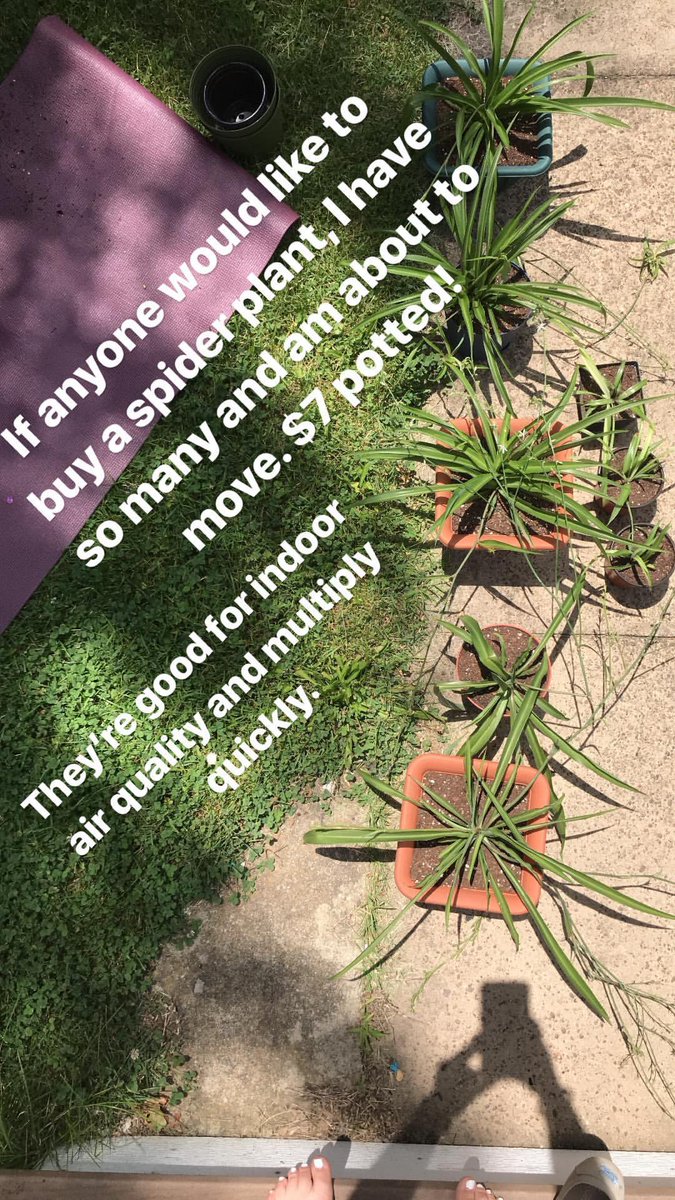 sincerely_mary's tweet photo. I'm selling some home grown spider plants and cacti! I'm moving and need to downsize. Here's some pictures and facts about the plants. Feel free to share this and let me know if you're interested! Thanks!
Spider plants: $7
Potted cactus: $10
Cactus pad: $5 https://t.co/uRtiymK1HZ