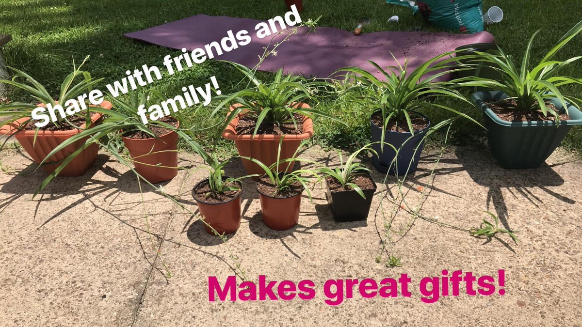 sincerely_mary's tweet photo. I'm selling some home grown spider plants and cacti! I'm moving and need to downsize. Here's some pictures and facts about the plants. Feel free to share this and let me know if you're interested! Thanks!
Spider plants: $7
Potted cactus: $10
Cactus pad: $5 https://t.co/uRtiymK1HZ