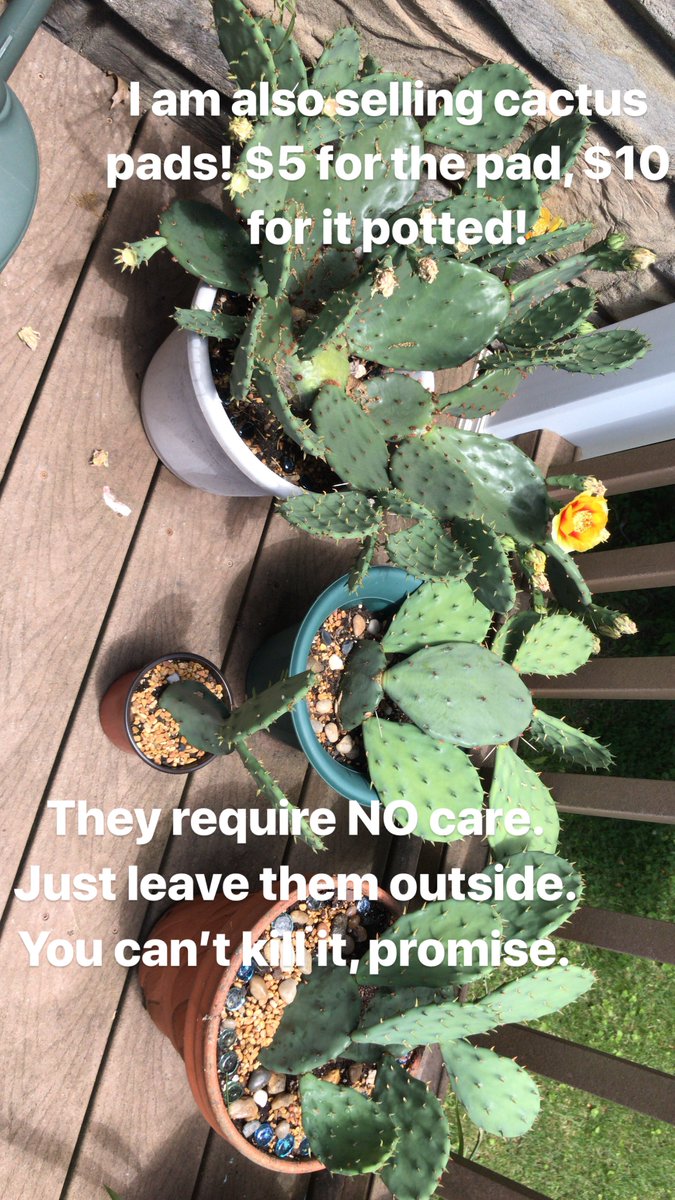 sincerely_mary's tweet photo. I'm selling some home grown spider plants and cacti! I'm moving and need to downsize. Here's some pictures and facts about the plants. Feel free to share this and let me know if you're interested! Thanks!
Spider plants: $7
Potted cactus: $10
Cactus pad: $5 https://t.co/uRtiymK1HZ