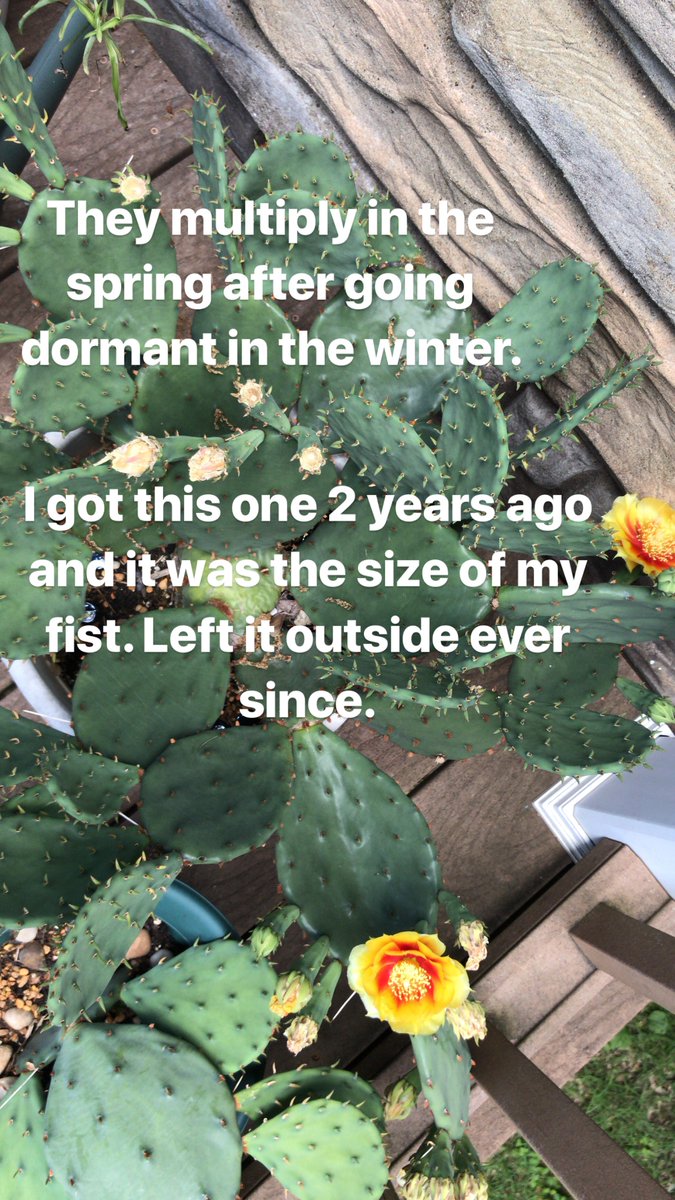 sincerely_mary's tweet photo. I'm selling some home grown spider plants and cacti! I'm moving and need to downsize. Here's some pictures and facts about the plants. Feel free to share this and let me know if you're interested! Thanks!
Spider plants: $7
Potted cactus: $10
Cactus pad: $5 https://t.co/uRtiymK1HZ