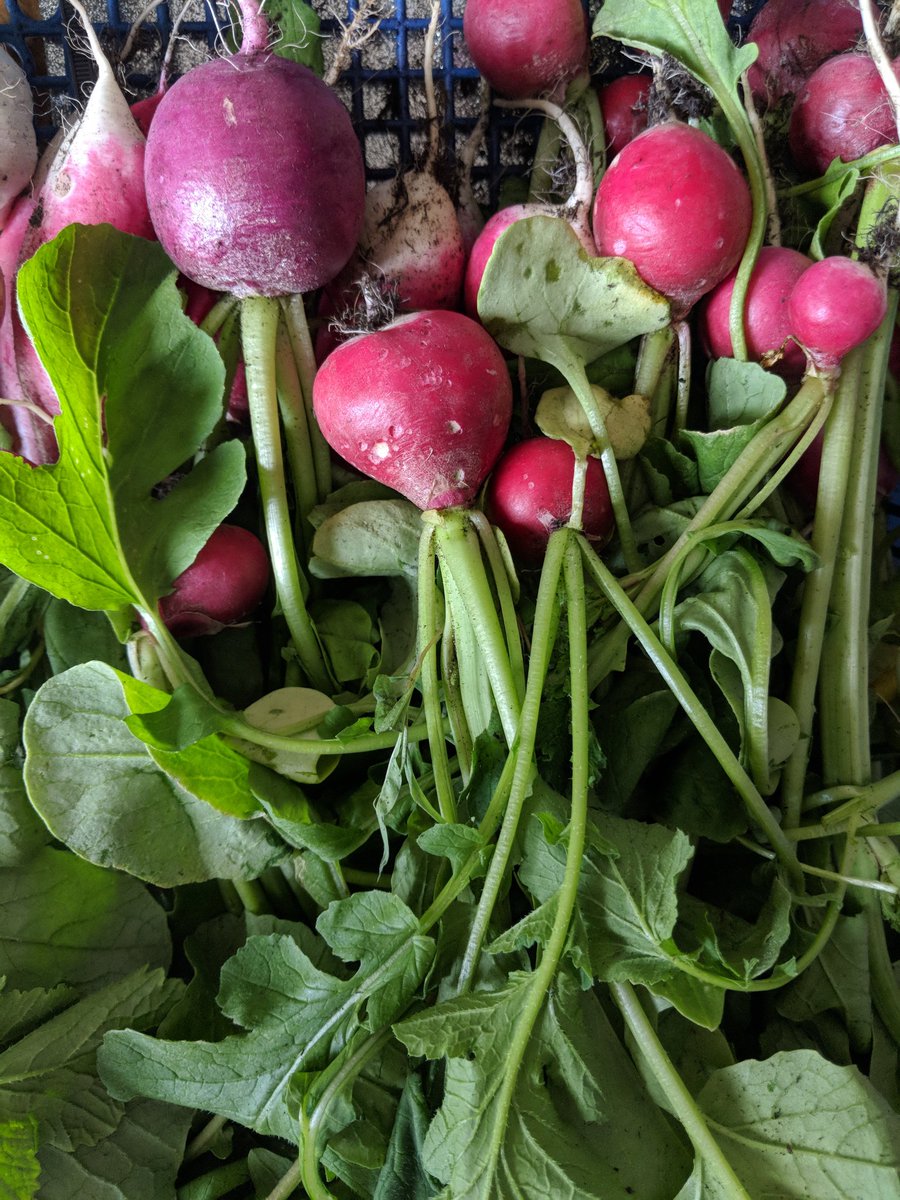 eppinginbloom's tweet photo. Only two days away until the community garden Tesco sponsored  picnic.Just picked lots of fresh radishes and some herbs from the community garden and dropped them to @HaywardsRestaur ready for Jahdre's live demonstration at 12.45pm #Epping https://t.co/n1U0xb39vF