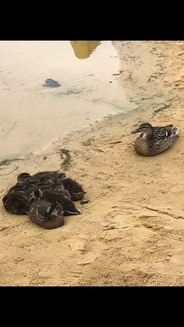 lisamcc_2015's tweet photo. @BBCSpringwatch @ChrisGPackham why do chicks huddle together, whilst mum sits and watches ? Thank you, Lola age 6 #centreparcs #woburnforest #springwatch2018 https://t.co/DKqcXQrjBX