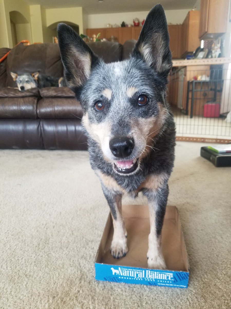 DiamondDogDaily's tweet photo. What a cute face! #thediamonddogs #dog #bella #peoplespet #adorable #heeler #mydogismy #letslivebig #amazinganimals https://t.co/uRLJpliZ31