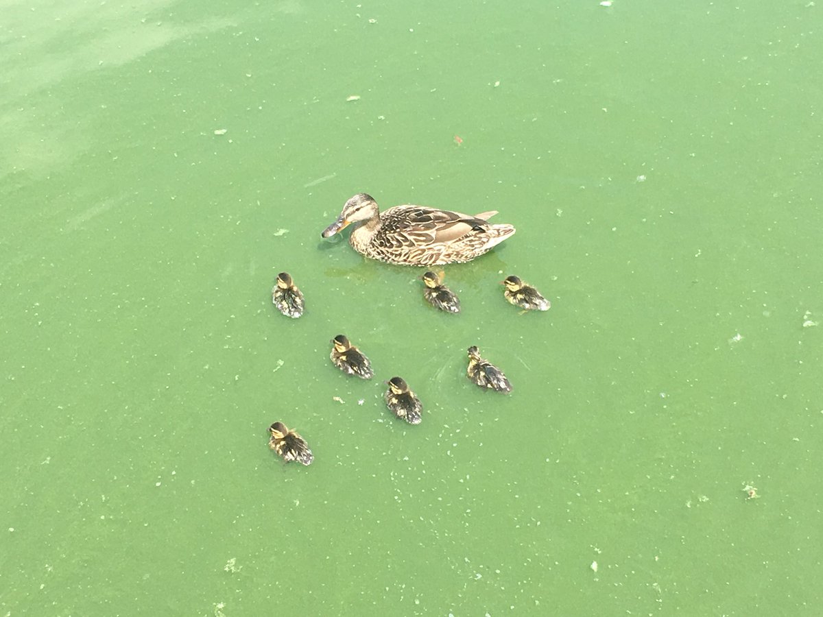 remucal's tweet photo. Baby ducks are cute. But the giant bloom of blue-green algae on #LakeMendota? Not so much. #nofilter #green https://t.co/TTW5zj3uiH