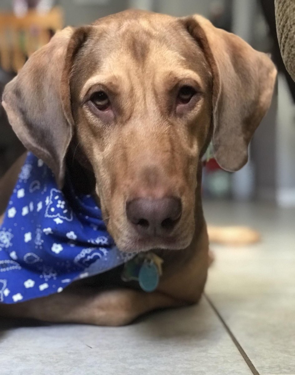 Kimberl79999419's tweet photo. 🦄🐜🕷️🦂🦟🦠Kitten Dog! #4WordStoryOfMyLife
")
#dog #dogwomen #dogtopiadouglasglen #dogprize #dogbymyside #dogsshedalot #dogoodintheworld #dogoworld #dogwalkingmelbourne #dogbedfail #doggysitting #dogsnood #doggieland #dogssg #doggpath #dogrunway #dogsherwani https://t.co/KdjjXitiQA