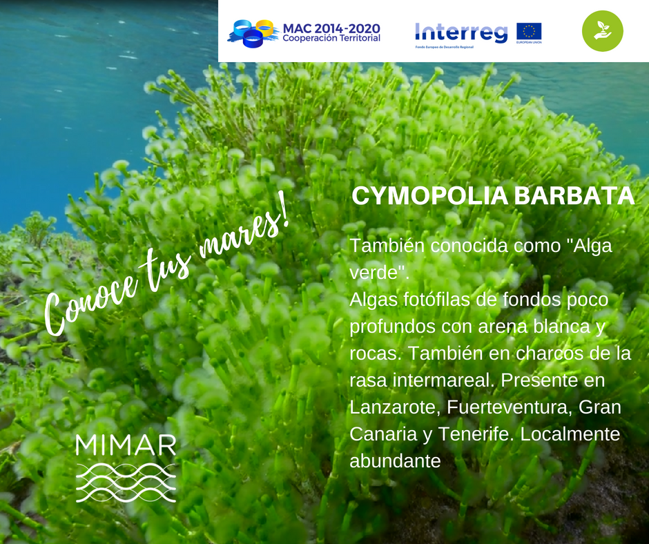 ProyectoMimar's tweet photo. Meet your oceans #careyouroceans @INTERREGTweets  https://t.co/43DSgfFVAc https://t.co/3Ox2eO5VdP