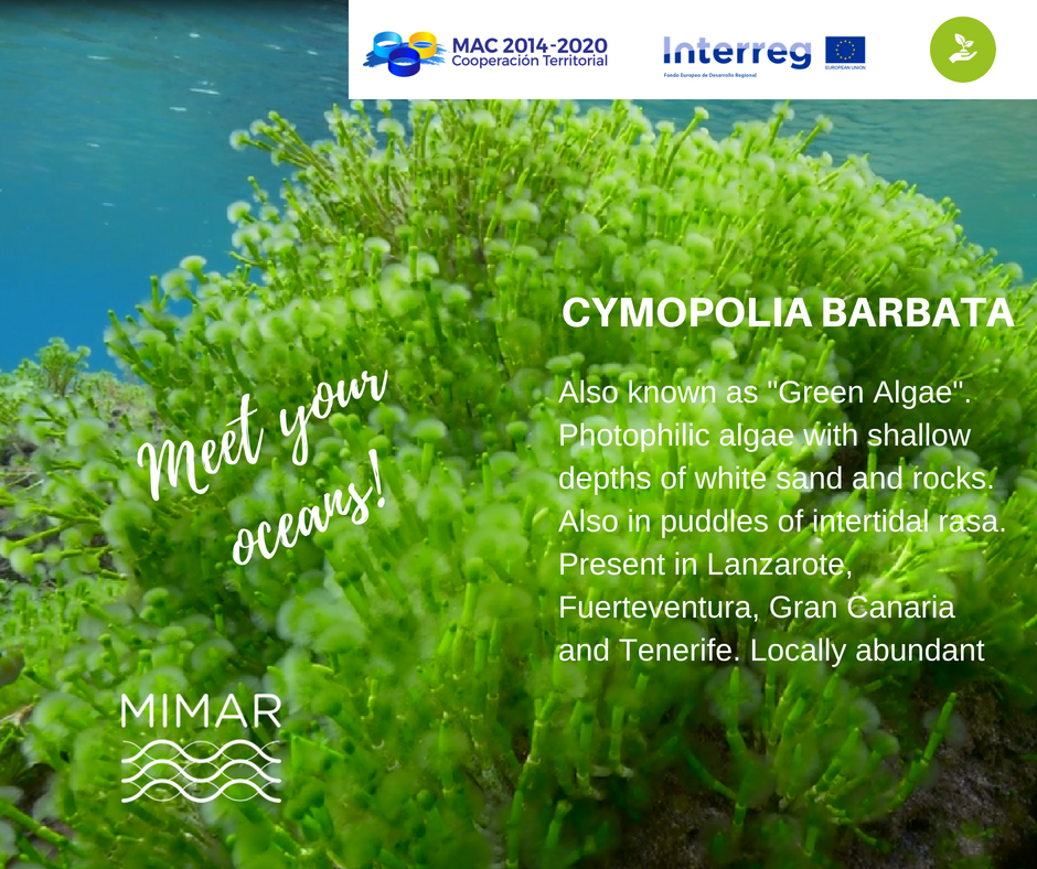 ProyectoMimar's tweet photo. Meet your oceans #careyouroceans @INTERREGTweets  https://t.co/43DSgfFVAc https://t.co/3Ox2eO5VdP