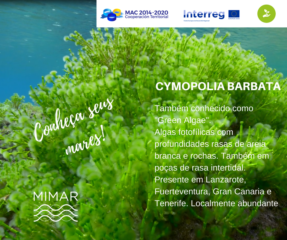 ProyectoMimar's tweet photo. Meet your oceans #careyouroceans @INTERREGTweets  https://t.co/43DSgfFVAc https://t.co/3Ox2eO5VdP
