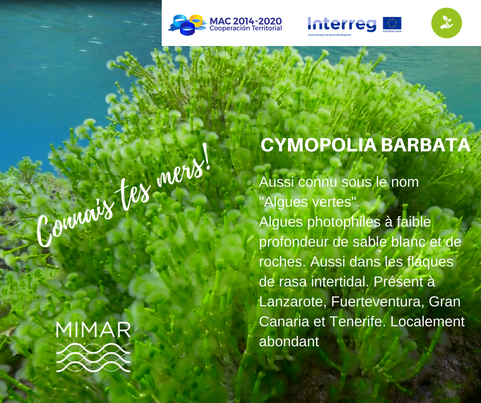 ProyectoMimar's tweet photo. Meet your oceans #careyouroceans @INTERREGTweets  https://t.co/43DSgfFVAc https://t.co/3Ox2eO5VdP