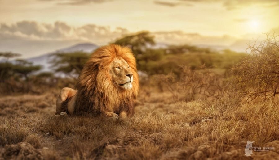  Happy birthday to the great beloved Virginia McKenna   