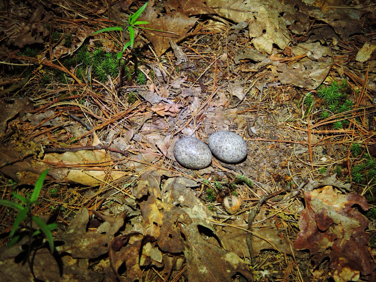 Nature_Darling's tweet photo. #Nestsearching was a lucky success last night - @elora_grahame and I happened upon a mama nighthawk & nest next to a game trail of all places and a second female sitting on barrens #questionabledecision #fieldwork #nightjars #birdresearch @NorrisLab @uofg https://t.co/ZkUMC4v4Ck