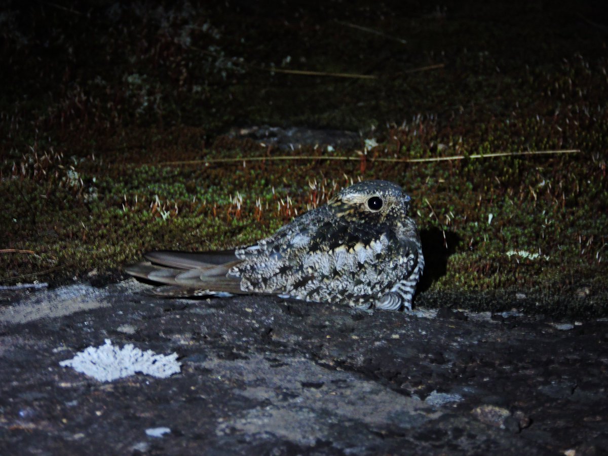 Nature_Darling's tweet photo. #Nestsearching was a lucky success last night - @elora_grahame and I happened upon a mama nighthawk & nest next to a game trail of all places and a second female sitting on barrens #questionabledecision #fieldwork #nightjars #birdresearch @NorrisLab @uofg https://t.co/ZkUMC4v4Ck