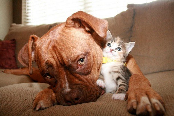 updogbox's tweet photo. While those of us at UpDog are extreme dog lovers, cats are OK too! June is National Adopt a Cat Month, and if you have a kitty friendly pooch think about adding a fuzzy feline family member! #BecauseDogsRule https://t.co/oxAVJUsnhg