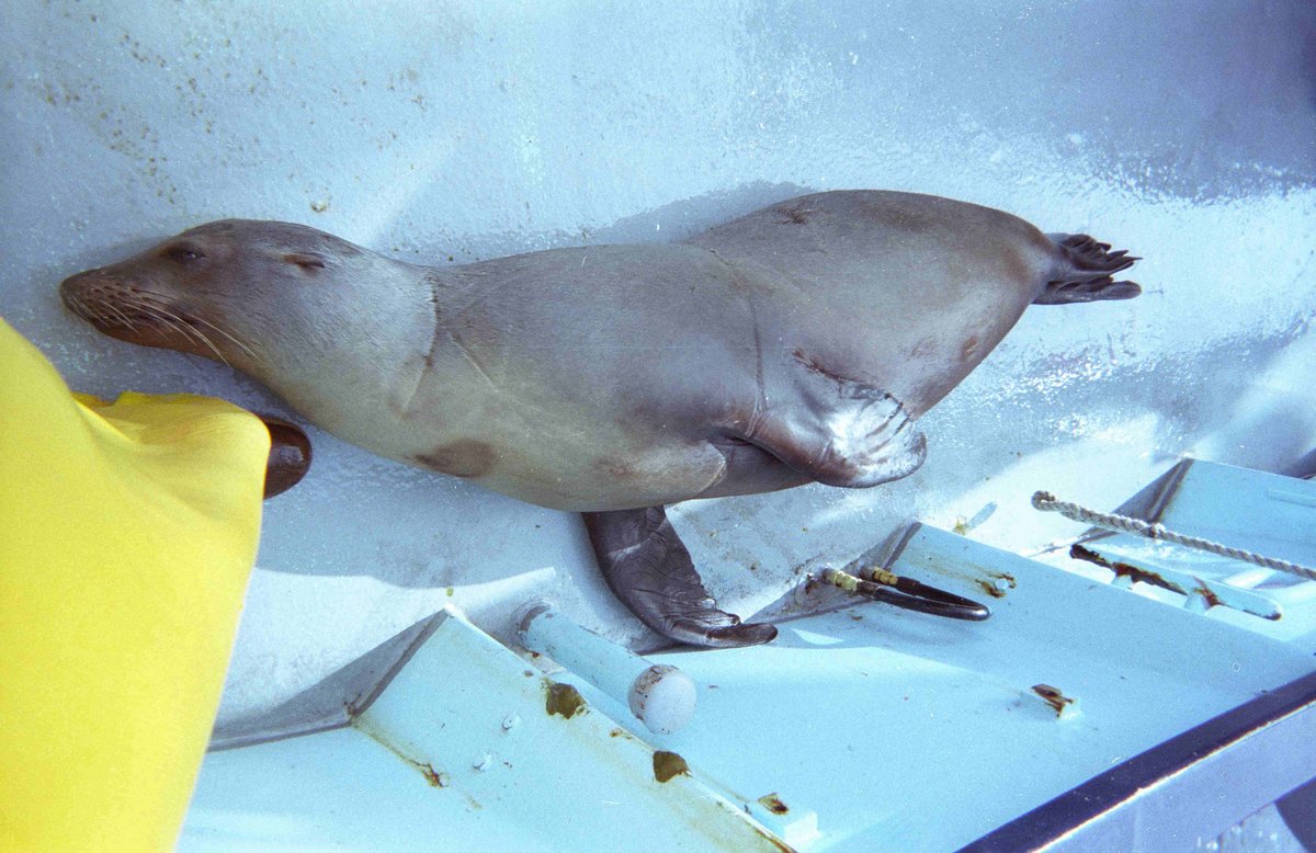oceana's tweet photo. RT and tell your members of Congress to support legislation to end the use of drift gillnets in waters off California and protect at-risk species from being killed. https://t.co/9qNOIEKbTY #StandForOceans https://t.co/N7qRqQG1LP