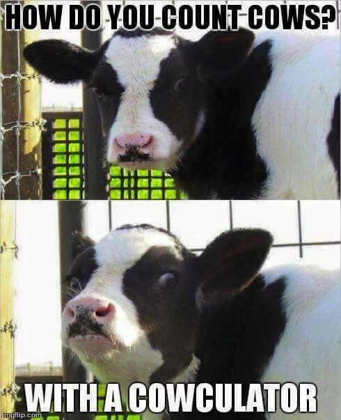 Així és com comptem les vaques de la nostra explotació #cowculator