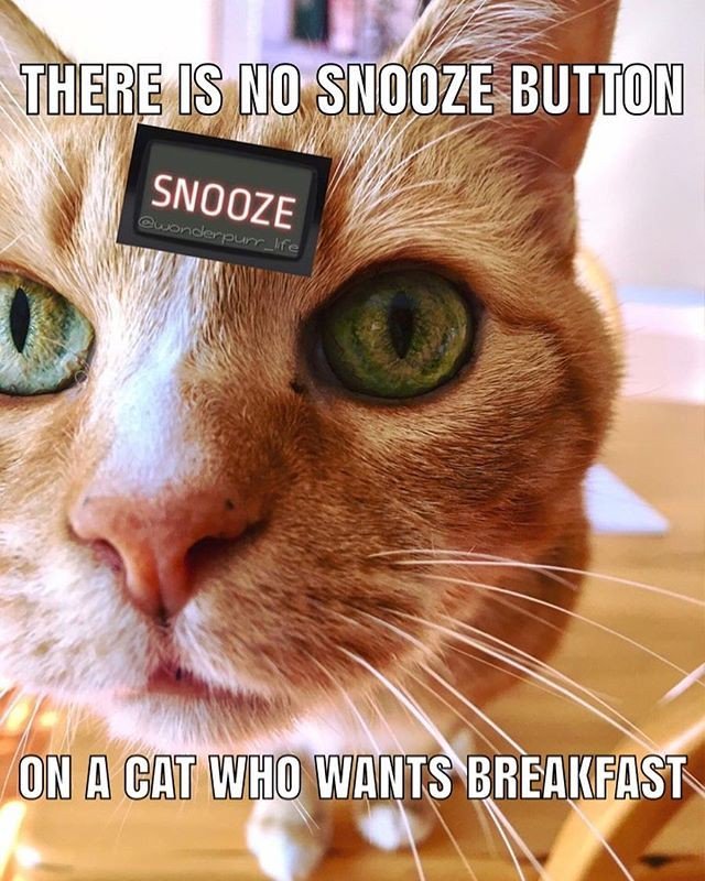 CityHumane's tweet photo. True story! 😹
#youcansleepafterimfull #cathumor#catsofinstagram #catlife #itsacatslife #pethumor #catmeme #catlovers
Via @wonderpurr_life https://t.co/EfCv7lcqim https://t.co/DSKrfmZJBE
