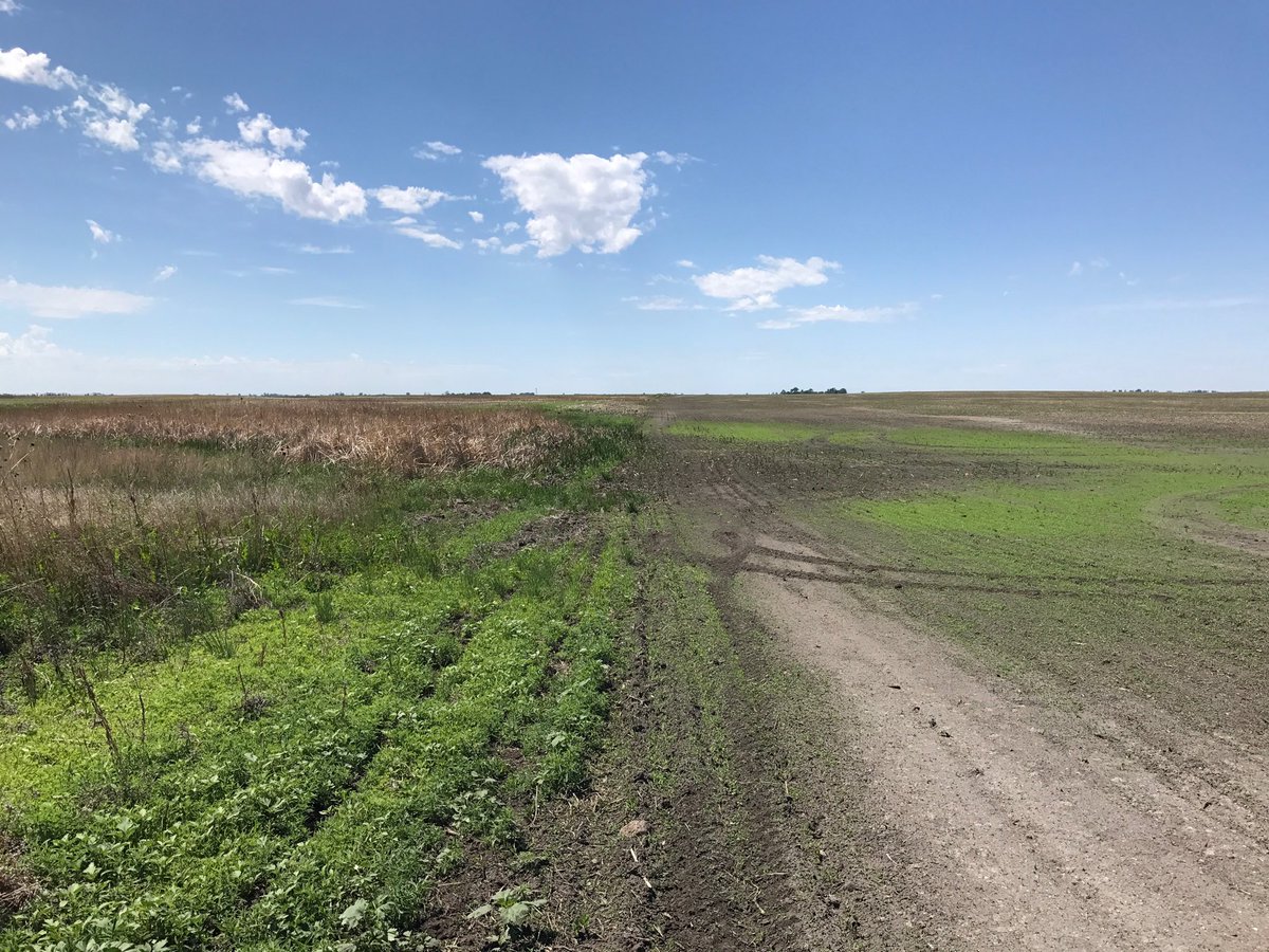 BLautenschlager's tweet photo. The right side of the pic used to look like the left side. Not anymore and the beans are coming up. #tileworks https://t.co/fY4dJ2lLBX