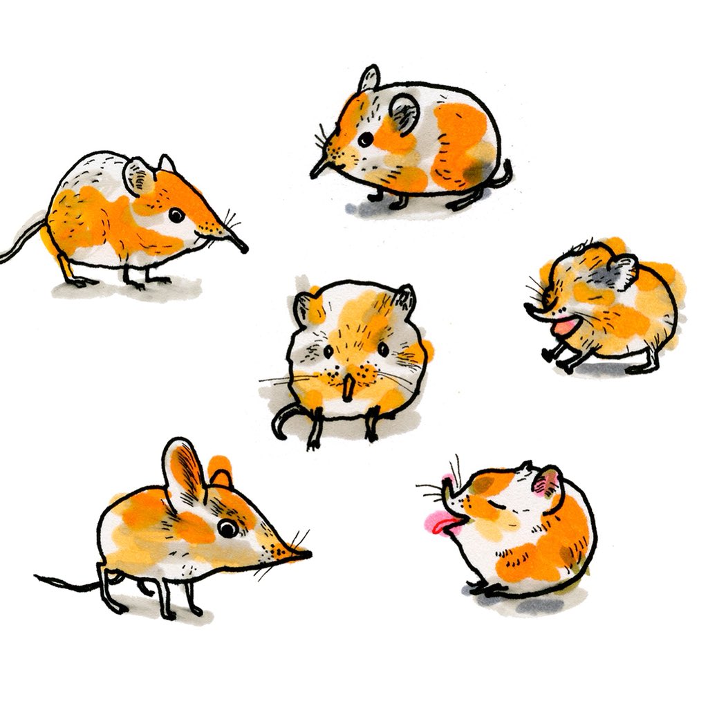 masillustra's tweet photo. A bunch of them #shrews in #gambodge #colour_collective I forgot to post. Better late than never 😛 #shrew #mouse #pet #illustration #drawing #masillustra https://t.co/KD31AwertC