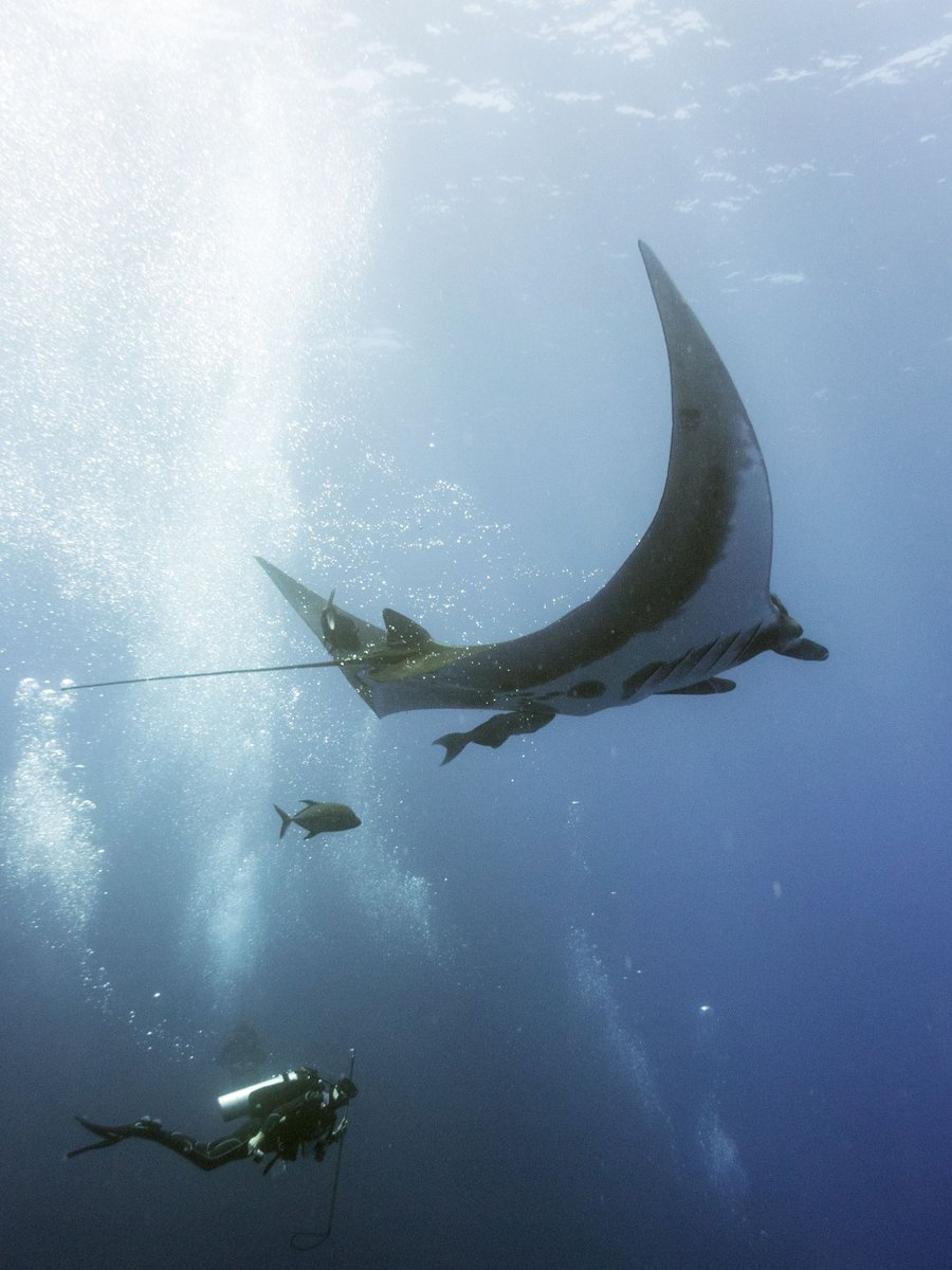 TravelwithTam's tweet photo. Another Fantastic Solo Trip with Ray of Hope Expeditions! https://t.co/to7ukvaEu2 @QueenofMantas @MarineMegafauna #scuba #scubadiver #citizenscience #ilovescience #mantaray #manta #science #volunteering #expedition #scienceexpedition #liveaboard #divetrip #dogood #WorldOceansDay https://t.co/Q7dcqdBZGi
