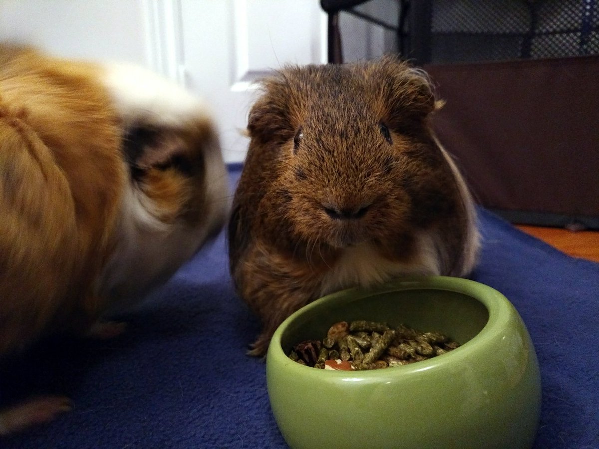 charlie_piggie's tweet photo. The precise moment when you realize you are in the path of a collision course and it's too late to move 😱 #guineapig #collisonCourse #oops #inProgress #cute #fluffy #animals https://t.co/TOar2G1UF1