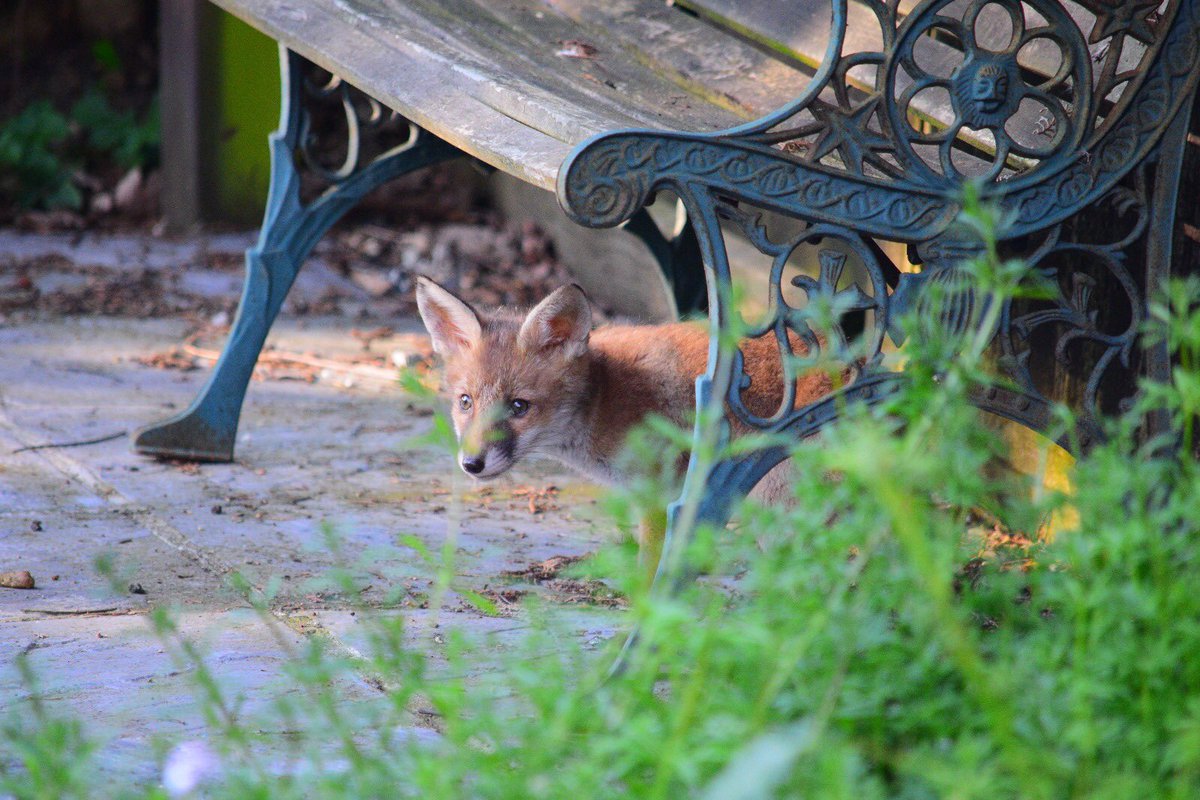 jemima1707's tweet photo. @BBCSpringwatch we had this little visitor in it garden in North London #Springwatch 🦊 https://t.co/keipkB222r