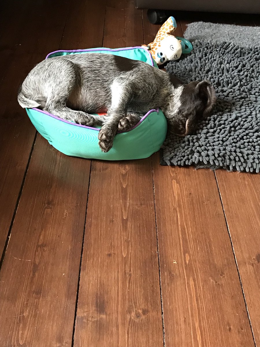 lmgreenback's tweet photo. My folks got a puppy and I’m feeling Full of #love. So, in this spirit, why not have a good wee #competition?

Giving away 5 copies of the album - all you need to do is post a pic of your wee pet below, and we’ll pick our 5 favourites 😎

#greenback #talktostrangers #freemusic https://t.co/1qEDJ43yK4