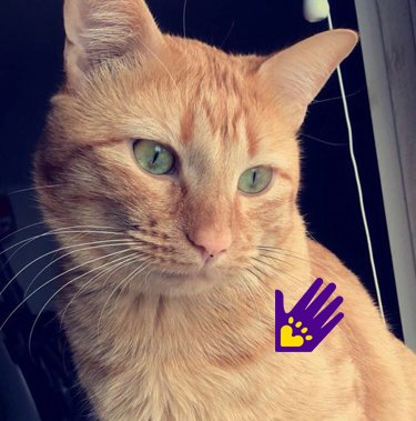 Mumble and <a href="/IDahirYou2/">Zach Dahir</a>! Congrats guys! #FeatureMyCat ❤️