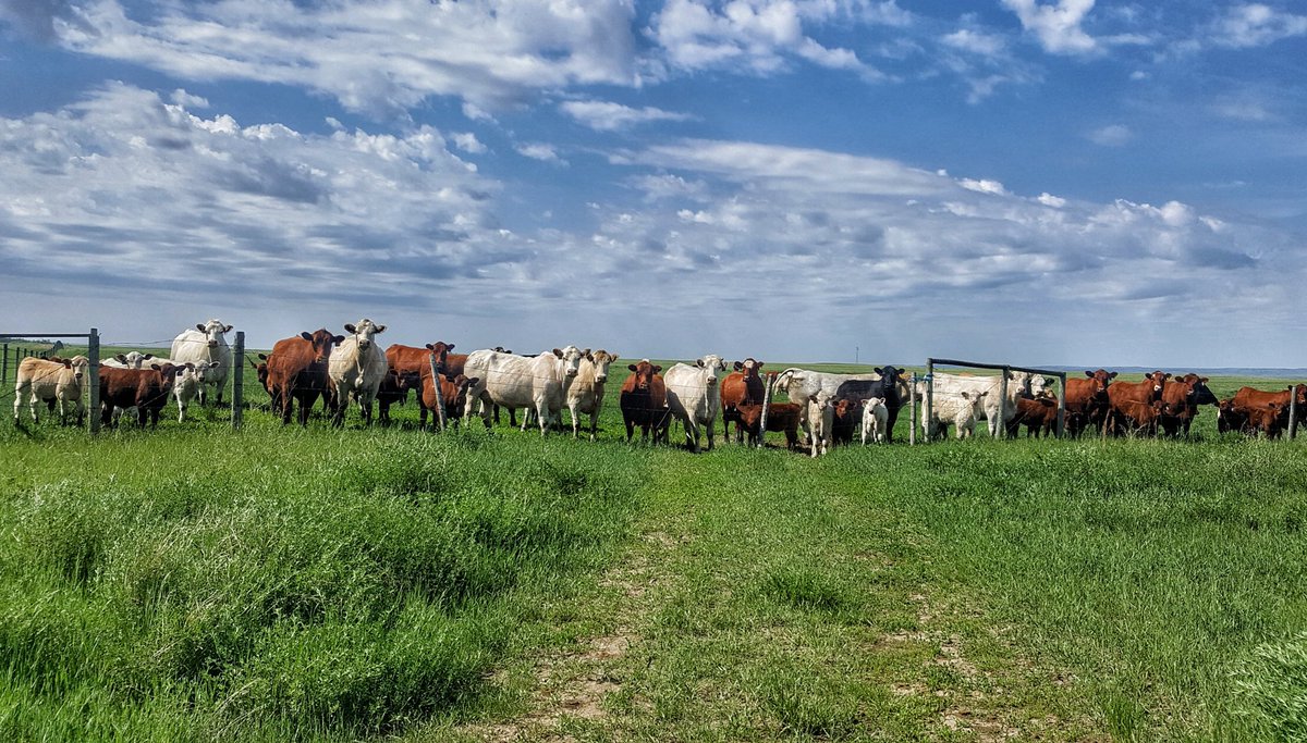 JulieAnneHowe's tweet photo. How is it that the grass still seems greener on the other side of the fence after 2.5 inches of rain? #sillycows #myrecipherdisascommercialAF https://t.co/C1IaqpT59r
