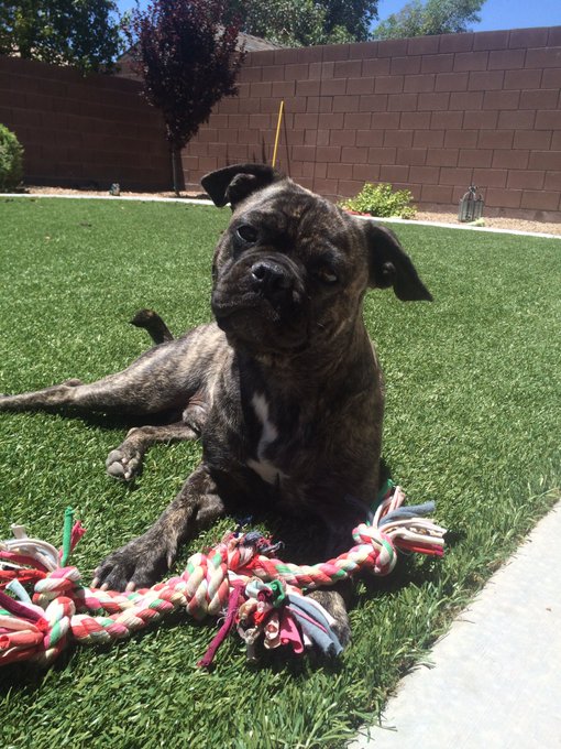 Little Brutus being a cutie 😍 https://t.co/NlDj5OjqxL<a href="/tag/selfie"class="tags"><span>#selfie</span></a><a href="/tag/chicago"class="tags"><span>#chicago</span></a><a href="/tag/loveher"class="tags"><span>#loveher</span></a>