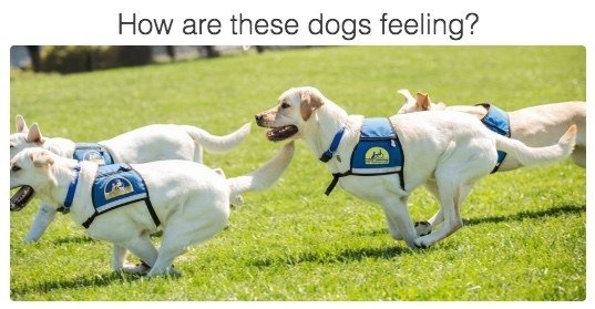 canineorg's tweet image. Are You A Dog Whisperer Or A Ruh-Roh? buff.ly/2Jq7d8a via @buzzfeeders