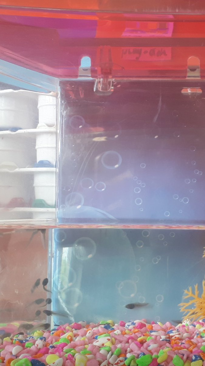 mswalshsclass1's tweet photo. In just under a month the class have watched the little tadpoles turn into froglets and we now have a couple of tiny frogs. 🐸🐸🐸 https://t.co/9to2jAkjHh